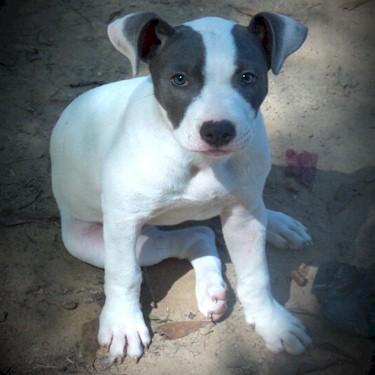Sargees Icy Pit Bull.jpg